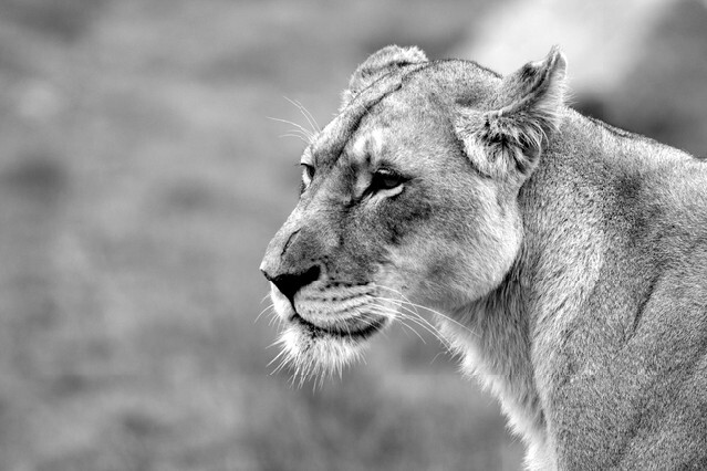 A side profile of a lioness in this black and white image